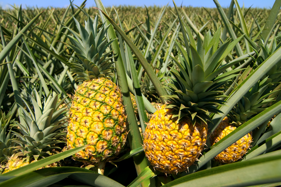 Paradise Nutrients