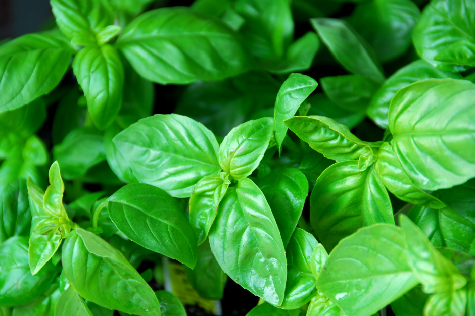 Paradise Nutrients