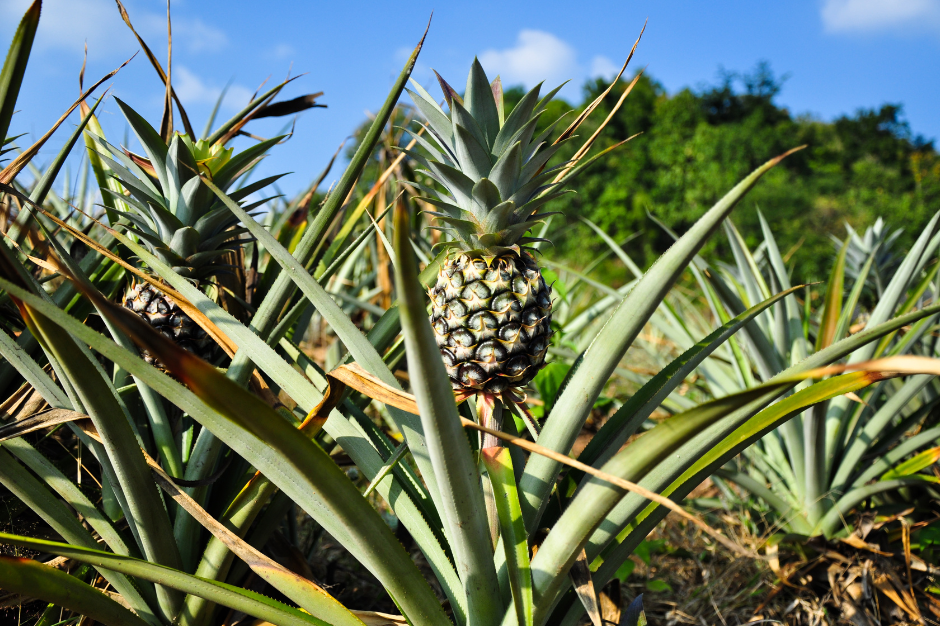 Paradise Nutrients